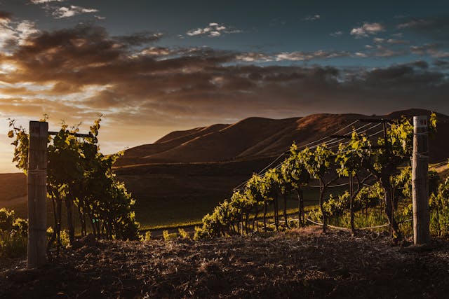 do penedès